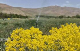 صرفه جویی آب کشاورزی عشایر منطقه تنگ آبگرم شهرضا به کمک بنیاد علوی