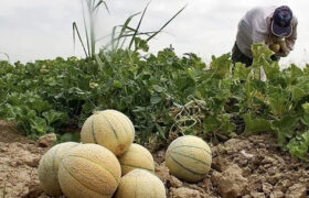 ۸۱ هکتار طالبی در اراضی شهرضا کشت شد