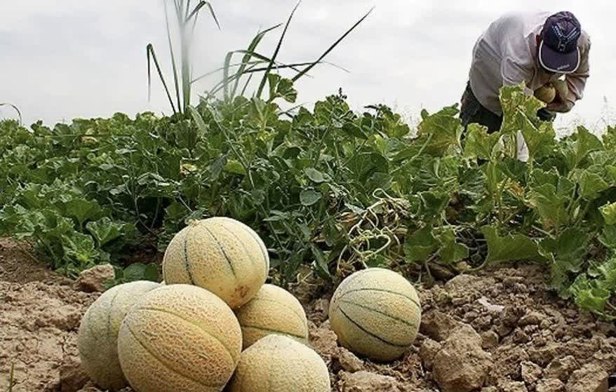 ۸۱ هکتار طالبی در اراضی شهرضا کشت شد