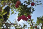 شهرضا و ساوه سرزمین یاقوت های سرخ انار