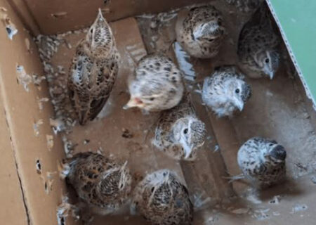 کشف ۸۰ پرنده وحشی در شهرضا