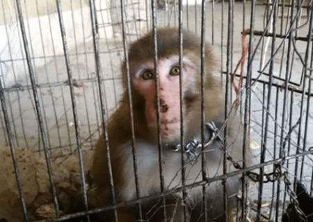 کشف ۶ میمون قاچاق از اتوبوسی در شهرضا
