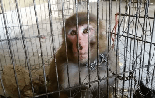 کشف ۶ میمون قاچاق از اتوبوسی در شهرضا
