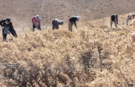 طرح کُپه کاری در ۳۰۰ هکتار از مراتع شهرستان شهرضا اجرا شد